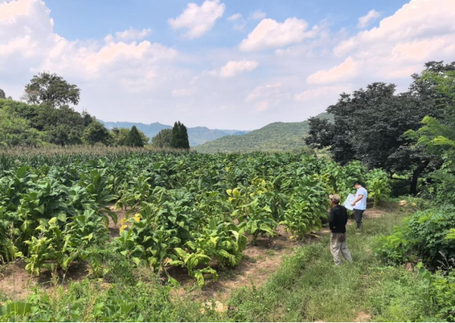 阳光财险淄博中支:强化风险管理,以保险动能护航“黄金叶”